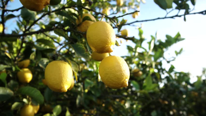 Close up Of lemons growing hanging on the lemon tree, Branches with ripe lemons. Beautiful sunny day Royalty-Free Stock Footage #1021976752