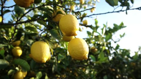 Close up Of lemons growing hanging on the lemon tree, Branches with ripe lemons. Beautiful sunny day