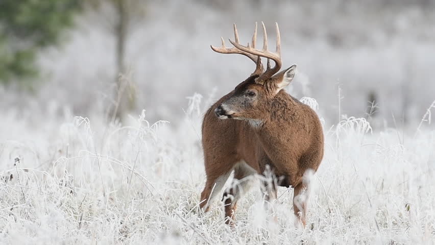 White-tailed deer buck standing in a frost covered meadow during winter in Smoky Mountain National Park