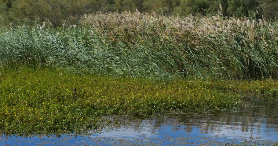 The Scamandre natural regional park ,Gallician, Petite Camargue, Occitanie, France. Wind blowing through reeds.