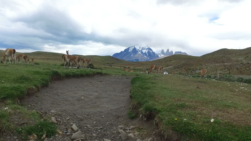 Guanocos in front of Torres del Paine