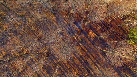Aerial view, looking down in barren, dormant forest trees in early Winter.

