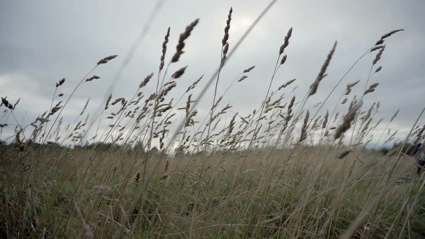 In and out of focus low level shot of a meadows field, with a background of cloudy grey sky, and a very open field of low vegetation. The shot intentionally sweeps between several focus points.