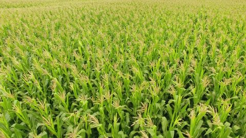 Corn field. Aerial view, cultivated maize crops. Brazil