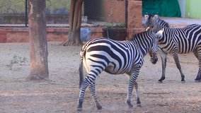 Group of beautiful zebras playing jumping and enjoying at park - Video
