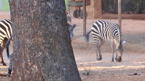 Group of beautiful zebras playing jumping and enjoying at park - Video