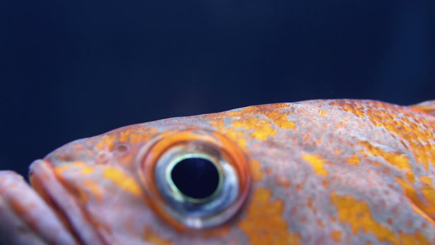 Closeup of an orange and white fish with large eyes that is very close to the camera lens. detail of an orange marine fish