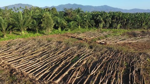 Aerial footage of deforestation, logging and palm oil plantations 