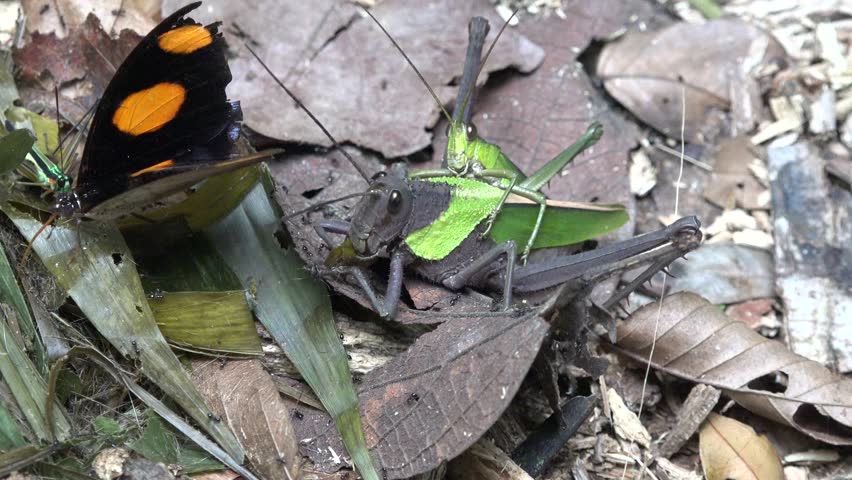 Blue-spotted Firewing butterfly feeding on ground with proboscis and Grasshoppers mate and feed on leaf on lowland amazon rainforest floor close up