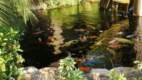 Koi fish swimming in pond.
