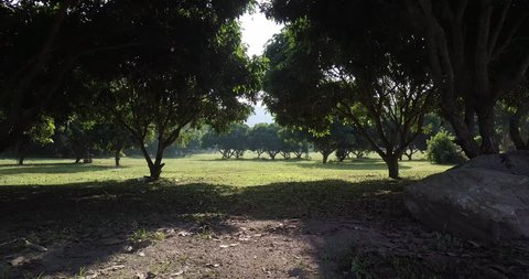 drone shot fly through a park in chiang mai thailand