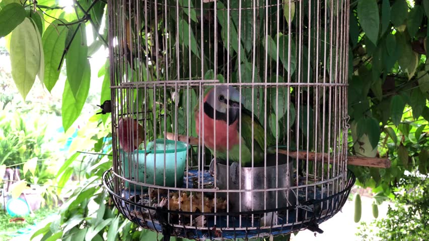 Cute Parrot standing in the cage.