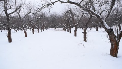View of the winter Apple orchard in the city
