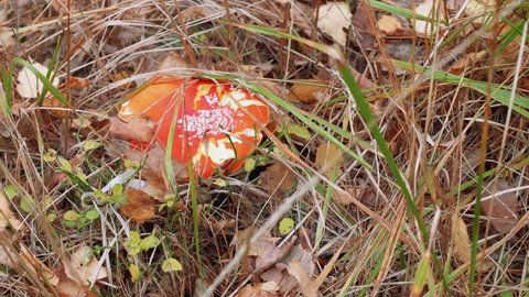Close up of fly agaric in forest under plenty of pine needles