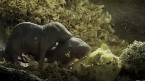 Pair of naked or desert mole rats or sand puppies gnawing piece of tuber with their sharp teeth. Two weird-looking burrowing rodents eating fruit. Small wild African underground animals feeding.