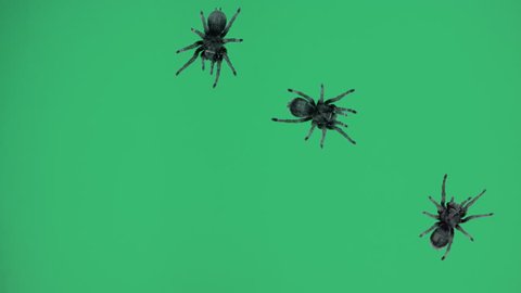 Three black spiders crawling around on green screen. Top view. 