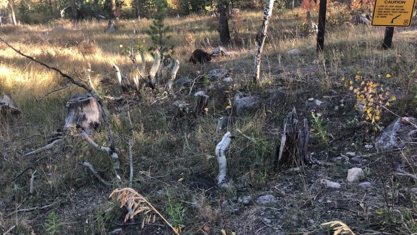 Busy Beaver at work