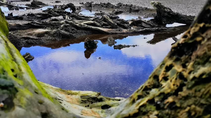 Motion blur. Noise. Selective focus. Wood trees dead is stranded at the side of the beach 