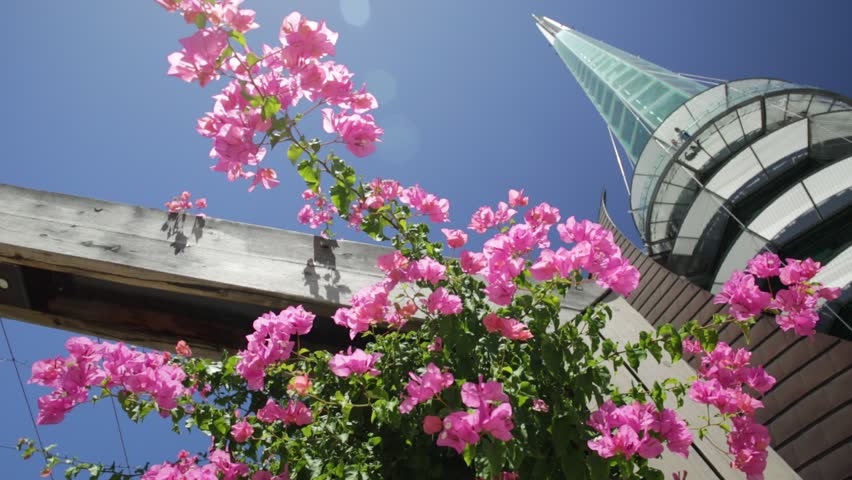 Bottom view of flowers and sunbeams with Bell Tower also called Swan Bell Tower on background. Popular landmark in Perth, Western Australia. Blue sky in a summer season.