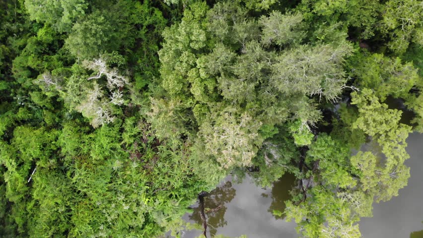 Drone spinning footage of forest canopy and San Jacinto River near Houston, Texas