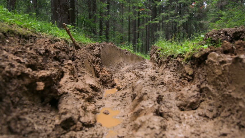 Forest road in summer