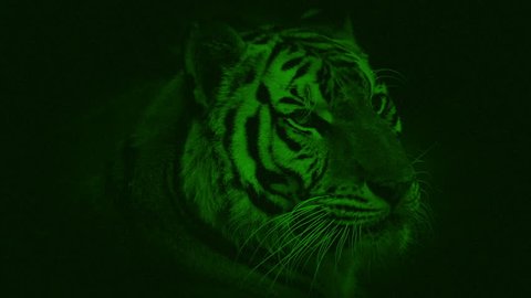 Night Vision Tiger Growling