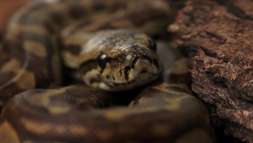 Closeup of young african rock python.