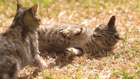 Two funny cats playing  in the garden 