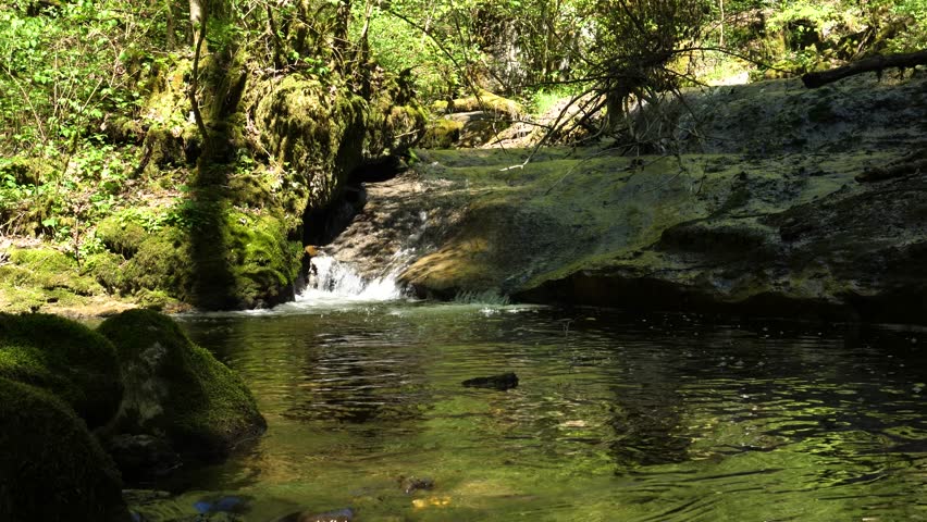 little stream in a forest with some waterdrops, switzerland