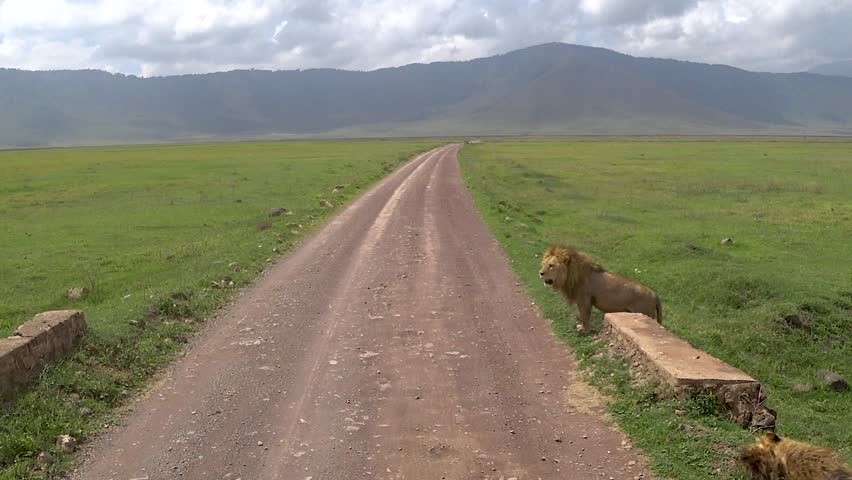 Lion slowly crossing the dirt road in Ngorongoro reserve