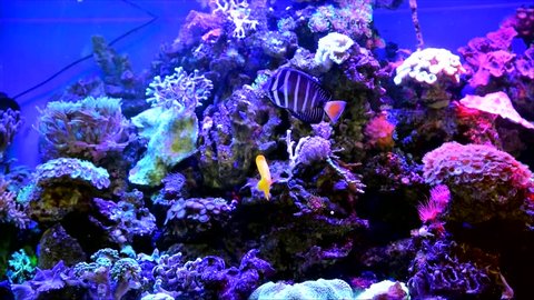 decorative fish in a large aquarium, the aquarium is a decoration of the interior of the house or in public buildings 