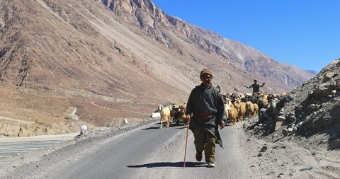 LADAKH, INDIA - 19 SEP 2017: Local shepherd walks in front of large flock of goats and sheep in rural Himalaya region of northern India. Mountain landscape and blue sky on background