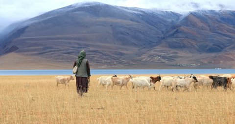 LADAKH, INDIA - 24 SEP 2017: Local Ladakh nomad woman pasturing herd of goats on bank of Tso Moriri lake in Himalaya mountains in Autumn. Traveling to remote places of Earth documentary 4K footage