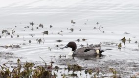 HD Video Northern Pintail ducks foraging for food. The unmistakable breeding plumage of the male Northern Pintail is a chocolate-brown head, white breast and white stripe extending up the side of neck