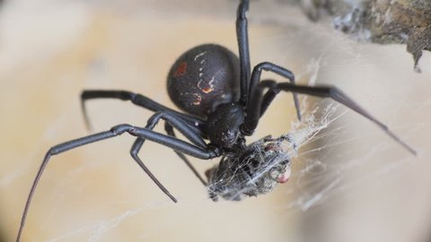 Close up of a female Redback spider (Black widow spider) eating prey on a dry tree branch with soft focus background