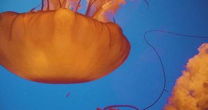 This stock video shows a closeup of a single colorful jellyfish pushing slowly through the blue sea. The bell part constricts and spreads out for the jellfish to propel through the water. In 4k  