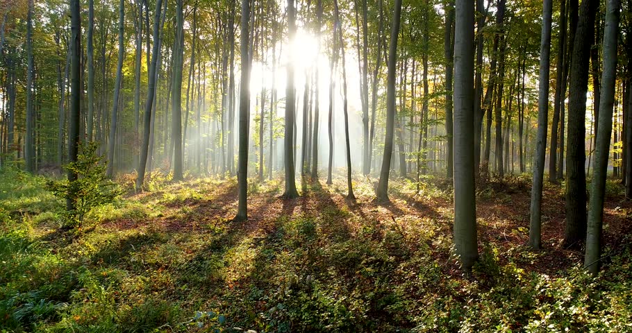 Beautiful autumn morning in the forest | Shutterstock HD Video #1022068600