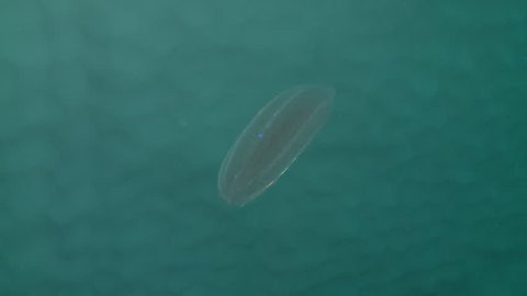 Underwater shot of a comb jelly, a luminescent jellyfish, floating in the depths of the Arctic Ocean