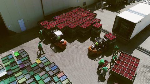 Aerial View. Loaders Carries Large Boxes Of Fruits. Ripe Fruit Are In Boxes. Forklifts Unloads A Truck. People Fold Boxes.