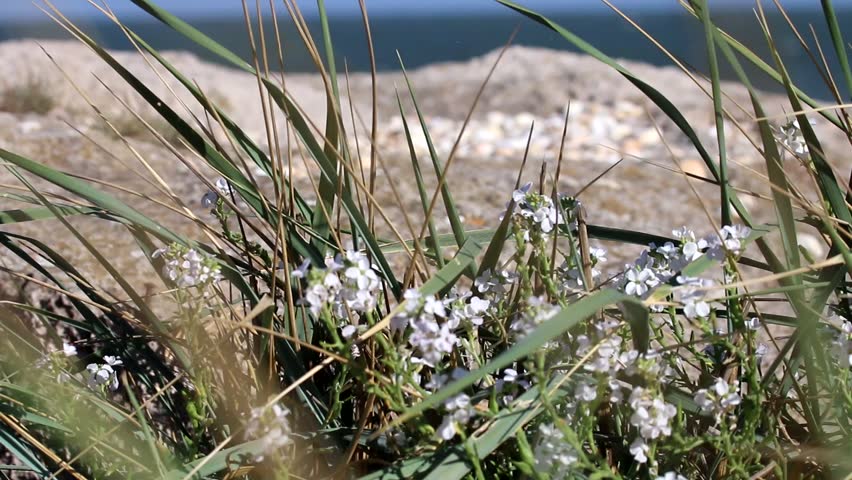 Fragrant plants on beach of Black sea. Sand-elymus (Elymus arenarius, Leymus racemosus) blue-gray grass with hard leaves and Euxina sea rocket (Cakile euxina) with intoxicating scent, psamophytic veg