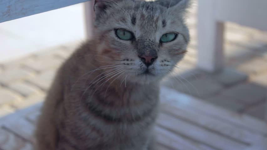 Egyptian cat Mau with beautiful eyes looking at camera