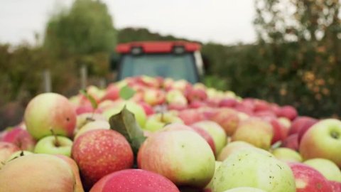 Harvesting Apples. Ripe Fruites Are In A Trailer. Tractor Carries Apples. It Is Raining.