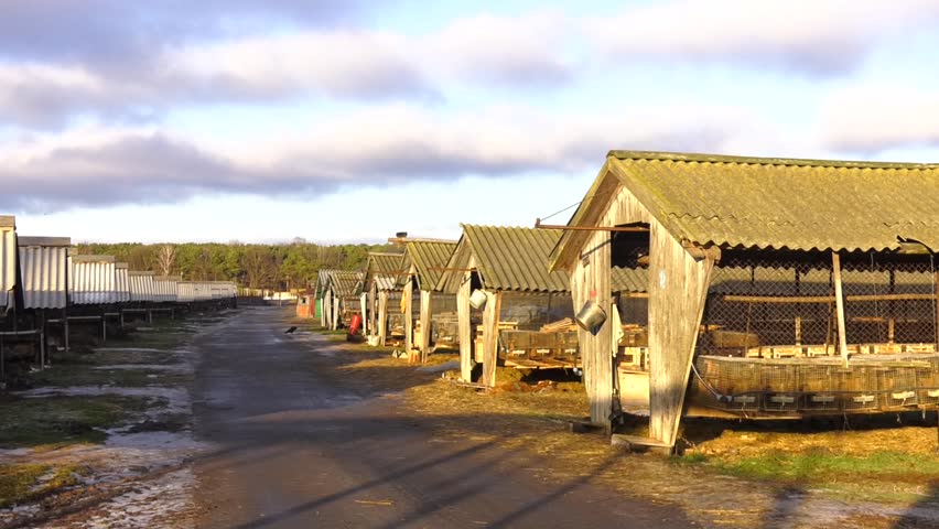 Sheds - long awnings. European mink, Mustela lutreola, looking through the grid of his cage. European Minks are contained in specially equipped cells. Industrial breeding of fur animals.
