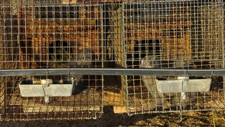 mink farming, animal protection, gray mink in a metal cage. European mink, Mustela lutreola, looking through the grid of his cage.  Industrial breeding of fur animals.
