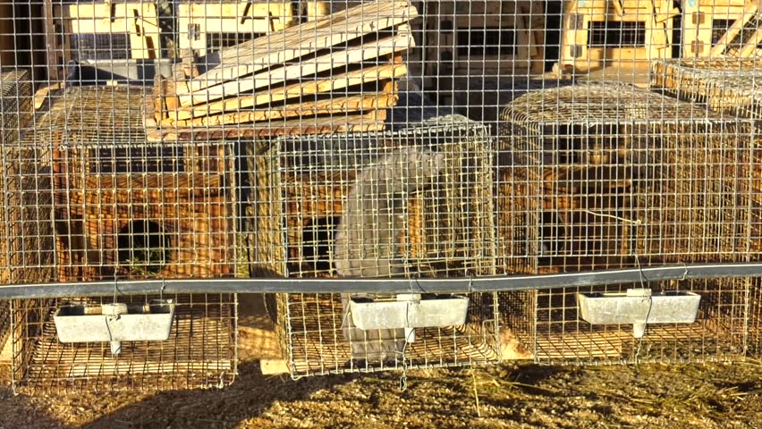 mink farming, animal protection, gray mink in a metal cage. European mink, Mustela lutreola, looking through the grid of his cage.  Industrial breeding of fur animals.
