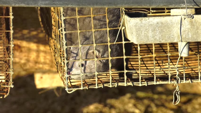 mink farming, animal protection, gray mink in a metal cage. European mink, Mustela lutreola, looking through the grid of his cage.  Industrial breeding of fur animals.
