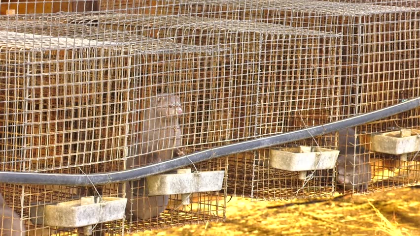 mink farming, animal protection, gray mink in a metal cage. European mink, Mustela lutreola, looking through the grid of his cage.  Industrial breeding of fur animals.
