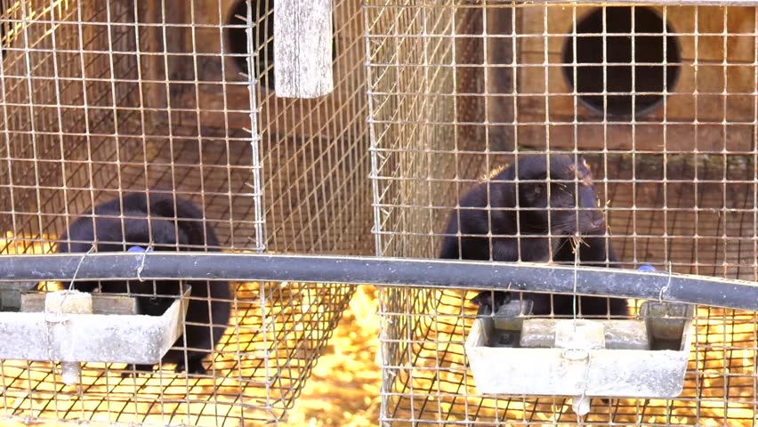 young black mink is in a cage. European mink, Mustela lutreola, looking through the grid of his cage. European Minks are contained in specially equipped cells. Industrial breeding of fur animals.
