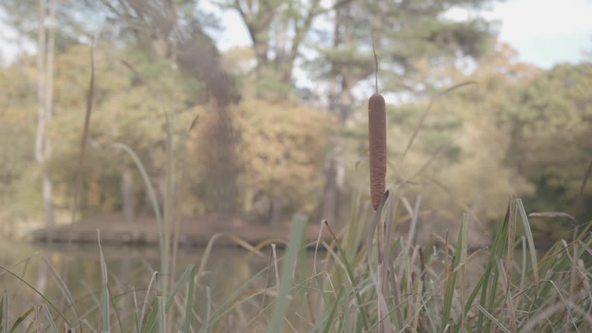 Bull Reed And Rushed By Lake Swaying In The Wind With Autumn Trees Behind, In Slow Motion - Ungraded