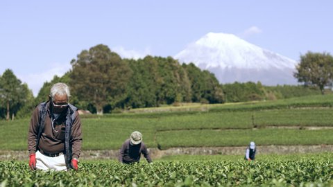 Group of three elderly Japanese farmers going through tea leaves in a tea plantation during a bright fall day with Mount Fuji in the background. Wide shot on 4k RED camera on gimbal.